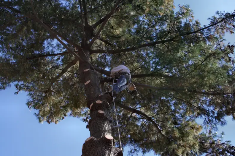 Tree Expert in San Antonio, TX